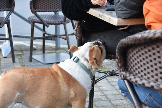 Frankreich, Bulldogge, Fragen, Cafe