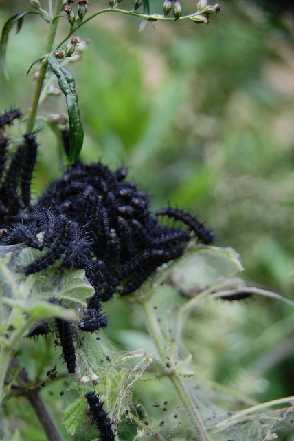 Free Caterpillar Nature photo and picture