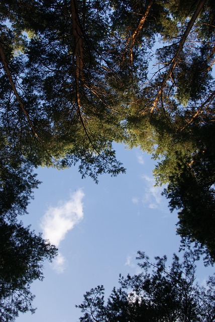 Free Sky Trees photo and picture