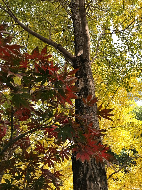 Free Autumn Ginkgo photo and picture