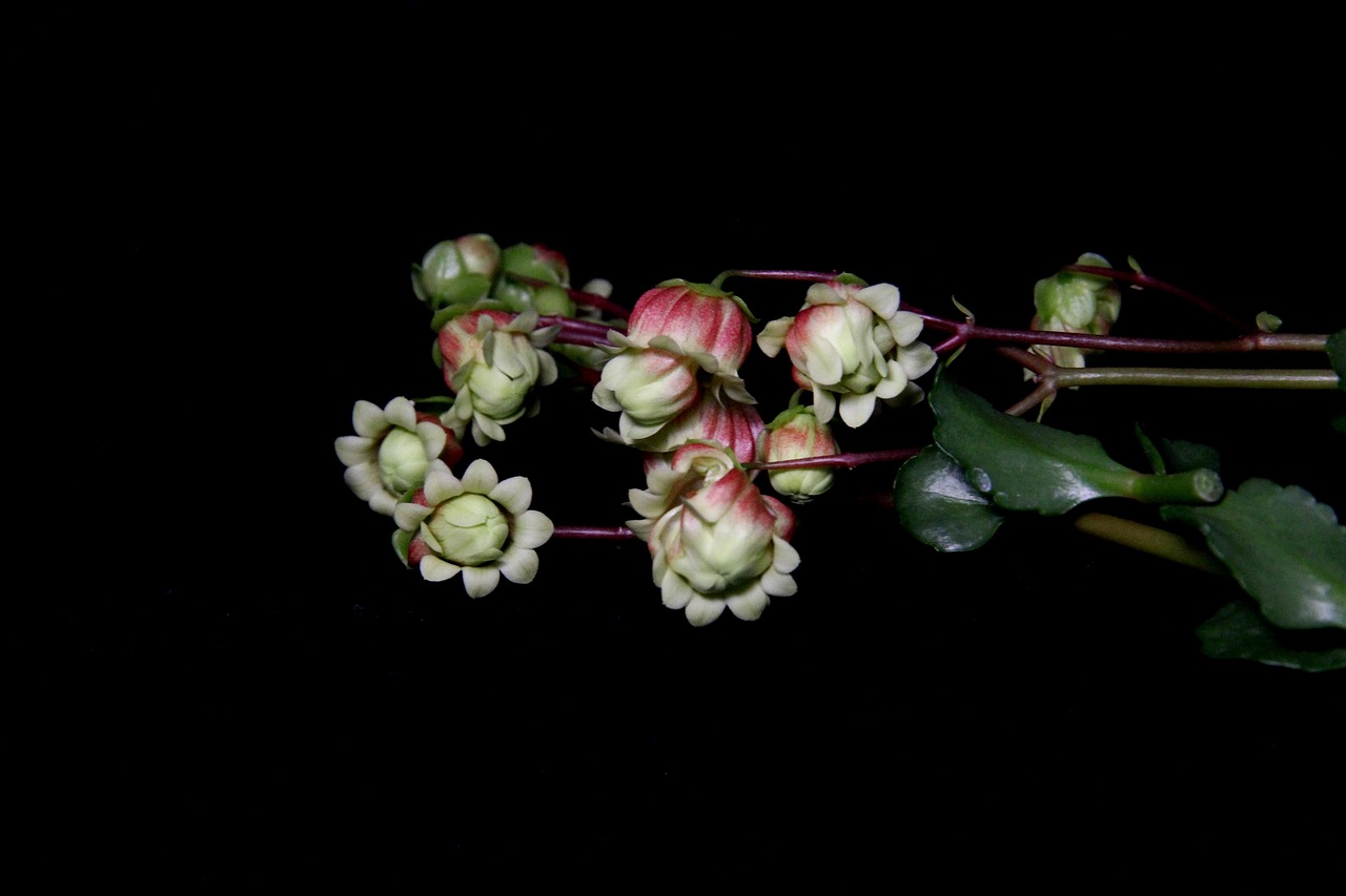 Download free HD stock image of Flowers Flower Wallpaper Free Flowers Flower Wallpaper photo and picture