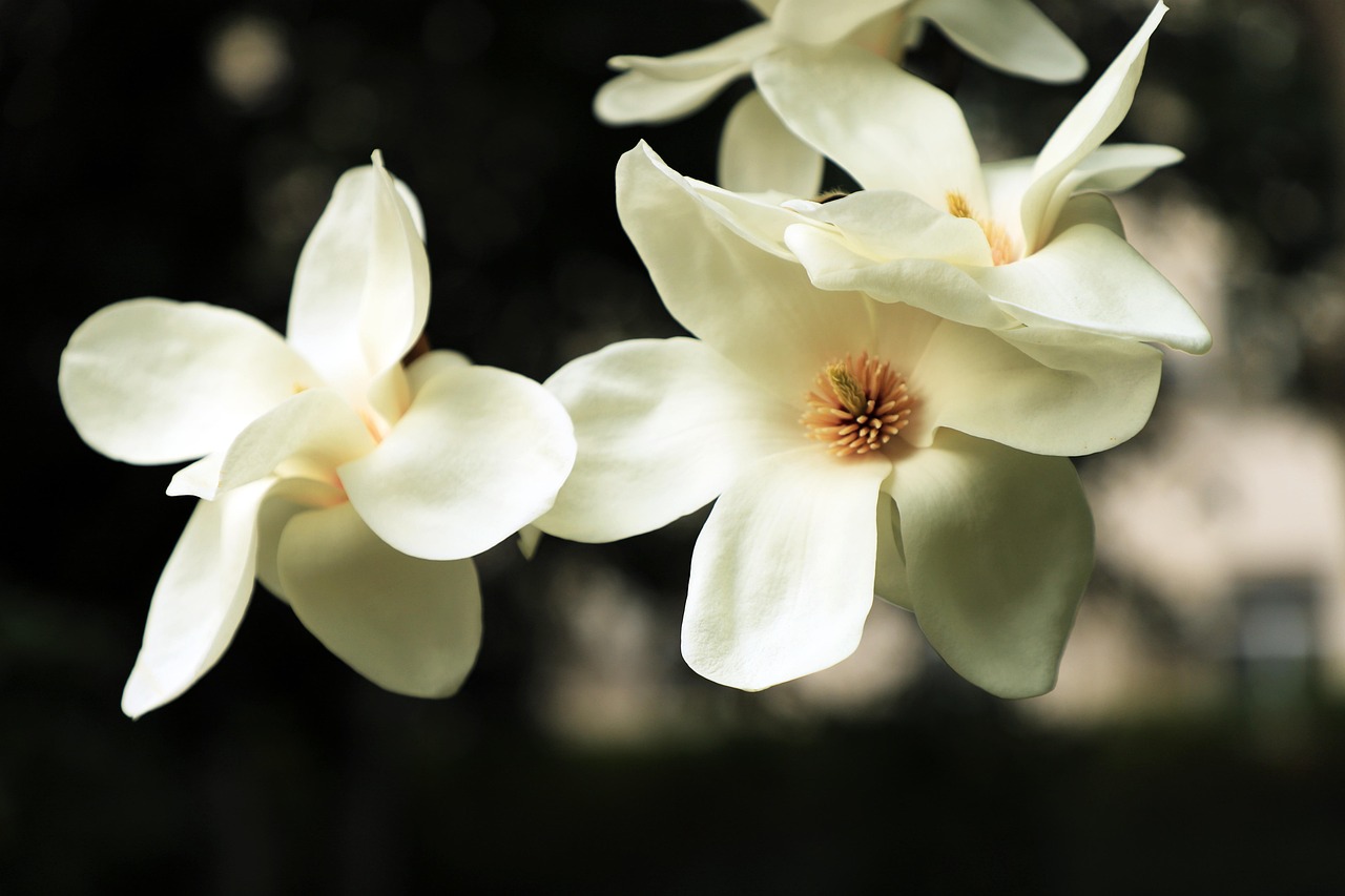 Flower Yulan Magnolia Bloom Free photo on Pixabay Pixabay