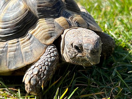 Free Greek Tortoise Tortoise photo and picture