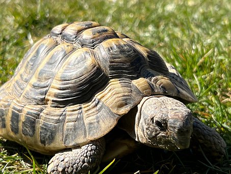 Schildpad, Griekse Schildpad, Reptiel