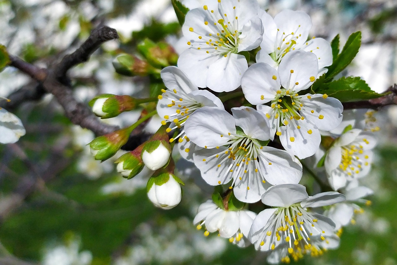 Spring Bloom Flowers Apple Free photo on Pixabay Pixabay