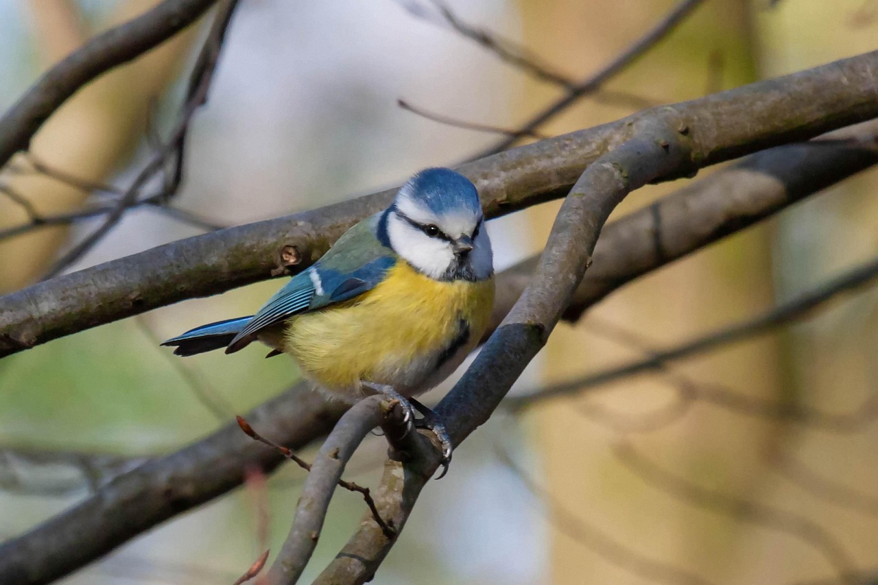 アオガラ 青シジュウカラ 鳥 - Pixabayの無料写真 - Pixabay