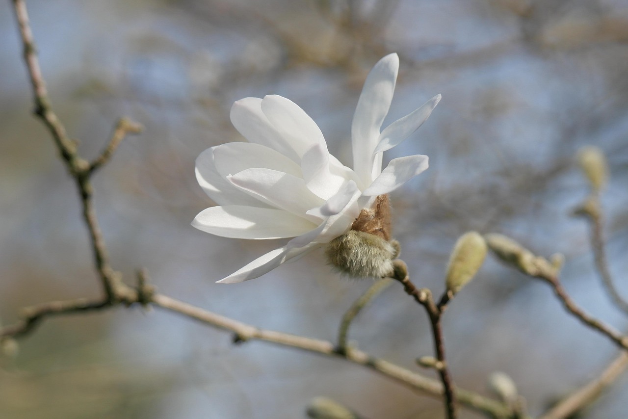Sitemapcdatahttpscookniqoocom4 Images 1 Mot Fleur Blanchenull