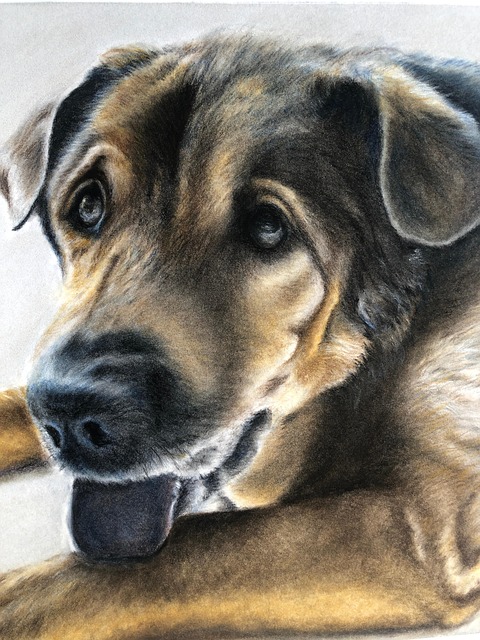 Free Dog Pet photo and picture