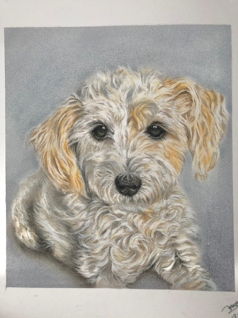 Free Pet Portrait photo and picture