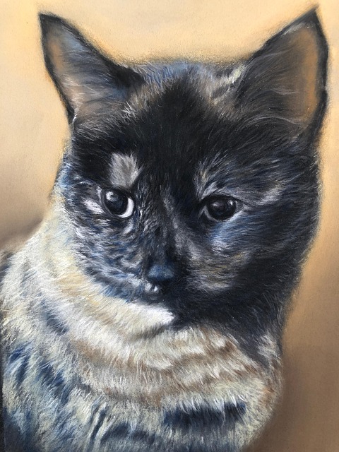 Free Cat Pet photo and picture