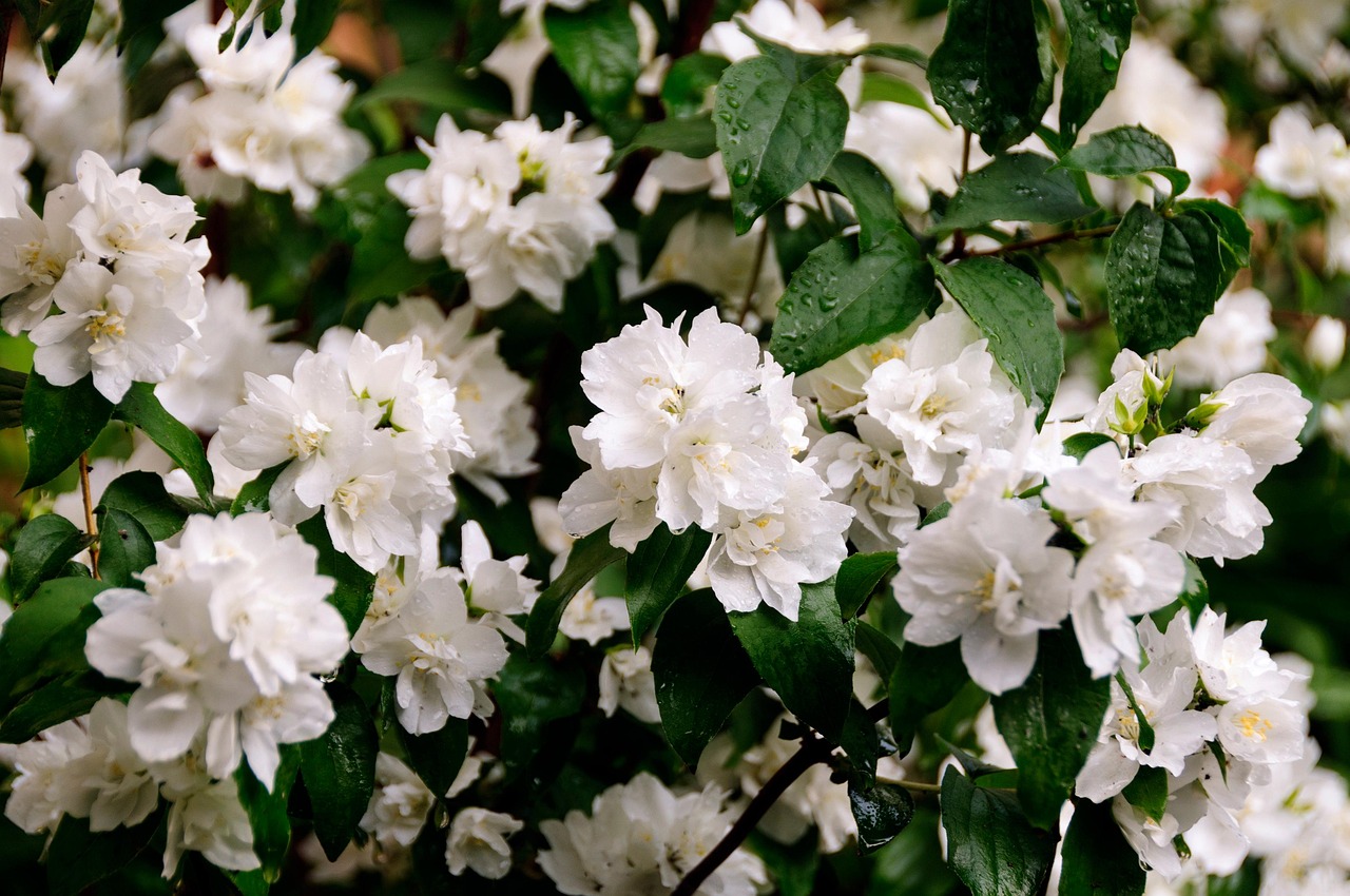 Philadelphus virginalis  'Virginal' main image 0