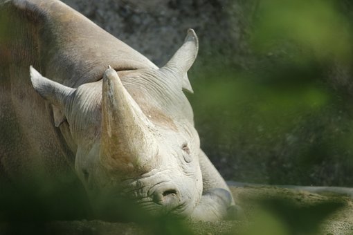 Free Animal Nature photo and picture