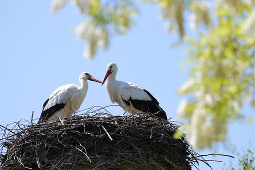 Free Storks Birds photo and picture