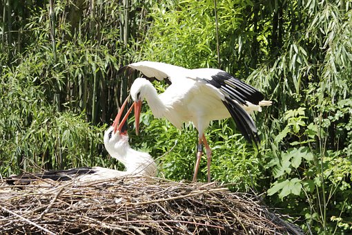 Free Storks Nest photo and picture