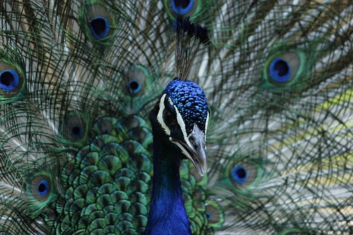 Free Peacock Peacock Feathers photo and picture