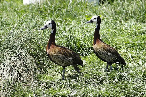 Free White-Faced Whistling Duck Ducks photo and picture