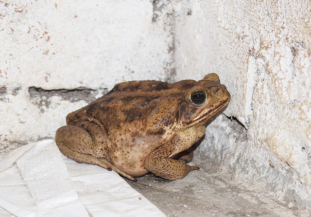 Free Toad Animal photo and picture