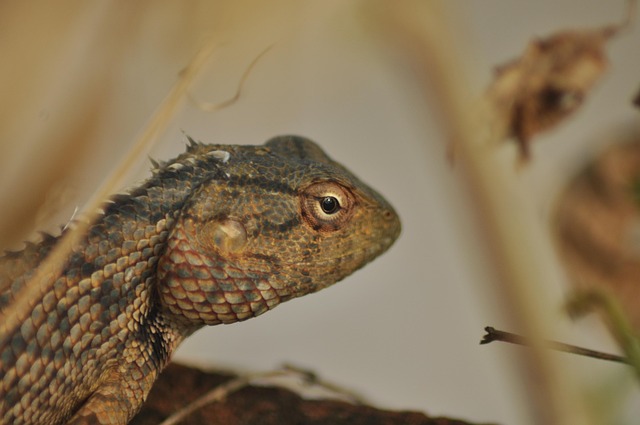 Free Animal Oriental Garden Lizard photo and picture
