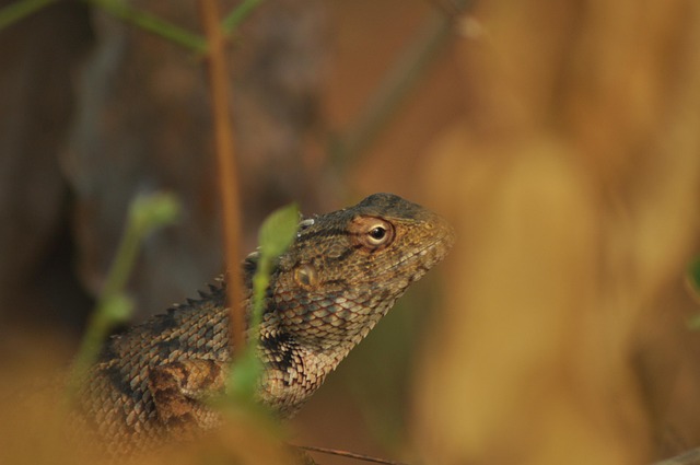 Free Animal Lizard photo and picture