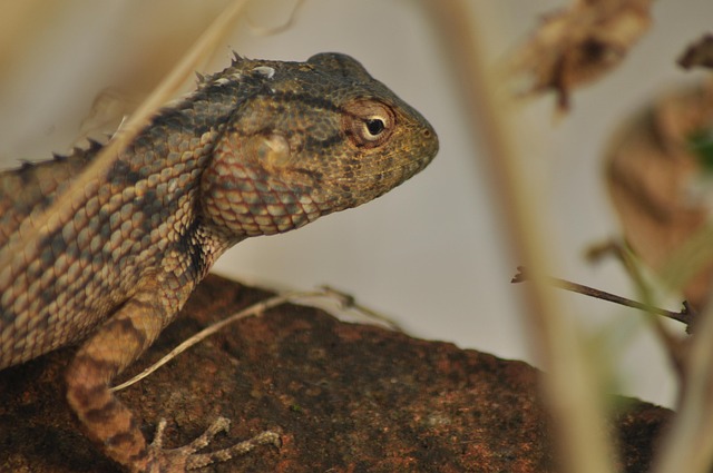 Free Lizard Animal photo and picture