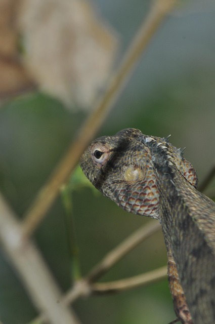 Free Lizard Animal photo and picture