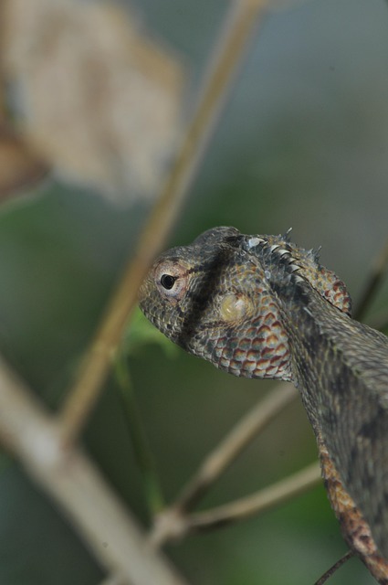 Free Lizard Reptile photo and picture