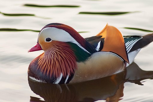 Vogel, Mandarinente, Vogelkunde, Spezies