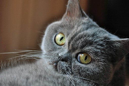 Tier, Katze, Säugetier, Natur, Züchten