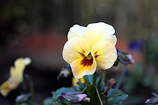Stiefmütterchen, Garten, Frühling, Blume