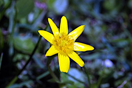 Dotterblume, Sumpfdotterblume, Gelb