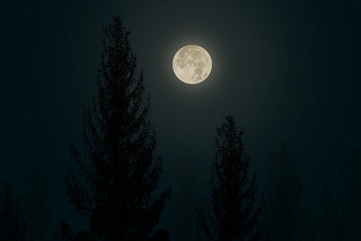 달, 나무, 자연, 밤, 월광, 하늘, 밤하늘, 풍경, 옥외, 숲