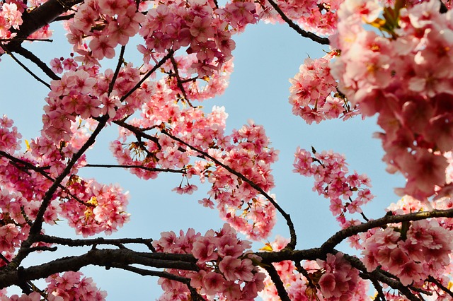 Free Flowers Cherry Blossom photo and picture