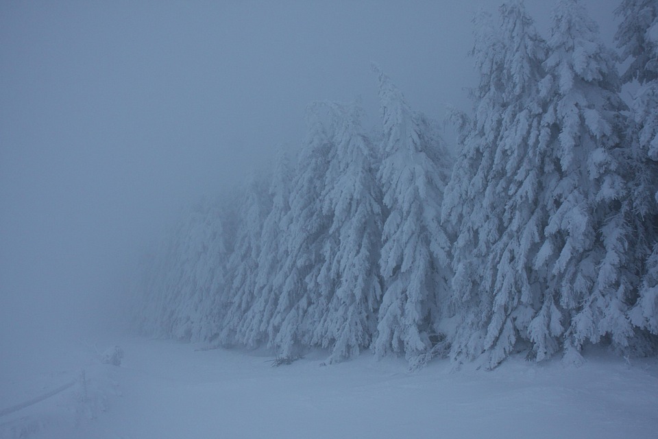 冬天 雪 森林 - Pixabay上的免费照片 - Pixabay
