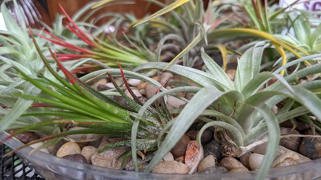 Air Plants Plant Nature Green - Free photo on Pixabay - Pixabay