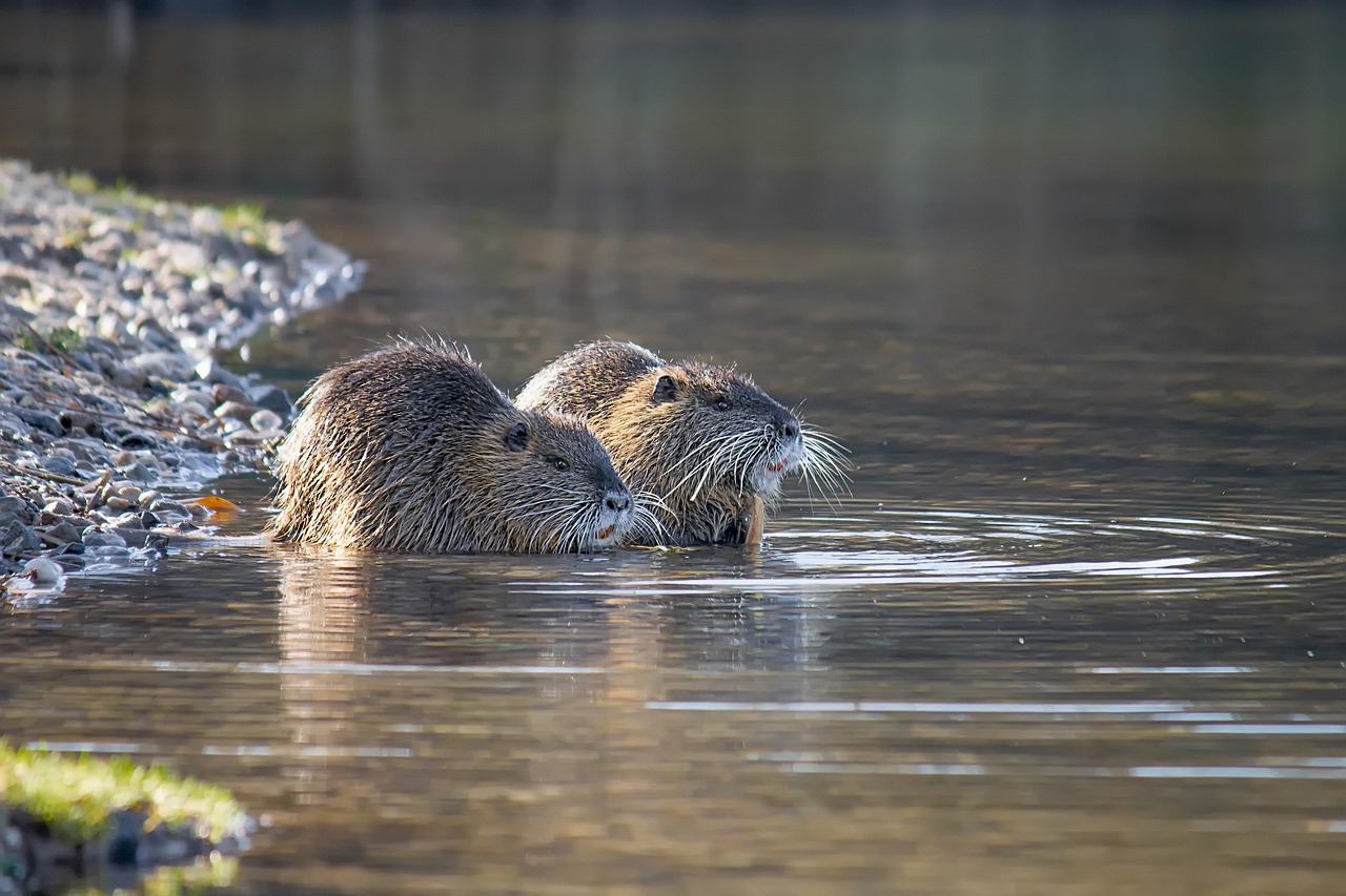 Nutria 'S Knaagdier Dieren In Het Gratis foto op Pixabay Pixabay