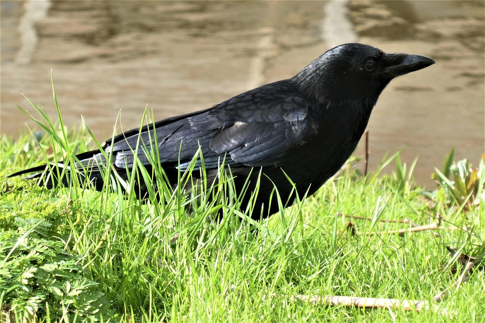 Chew The Black Bird Riverside Free photo on Pixabay