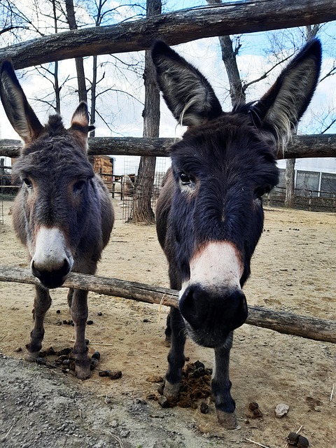 Bunda, Retrato, Fauna, Mamífero, Cor