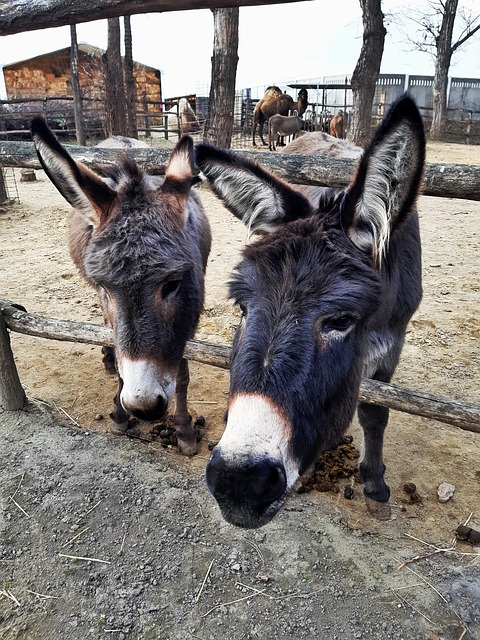 Bunda, Animal, Fauna, Cor, Equino