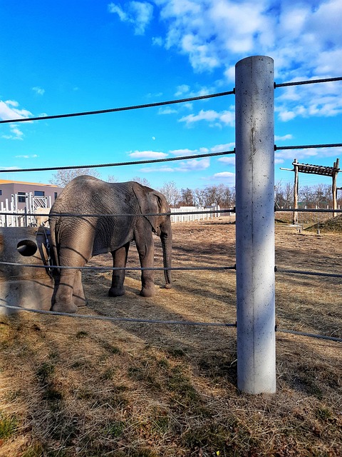 Elefante, Retrato, Fauna, Animal