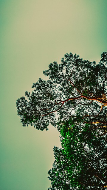 Free Nature Tree photo and picture