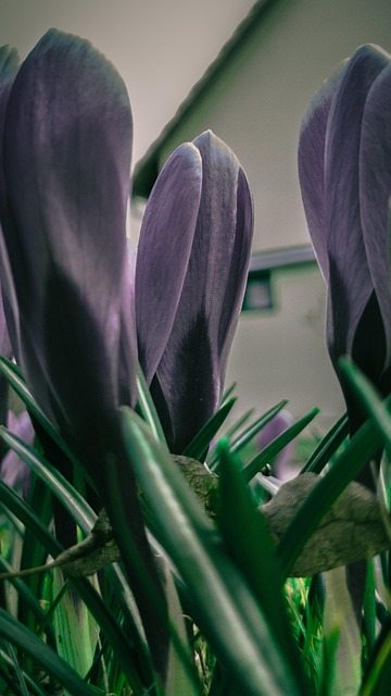 Free Flowers Crocus photo and picture