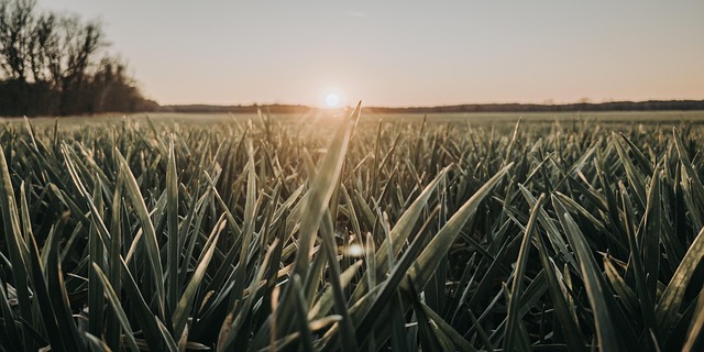Free Sunset Nature photo and picture