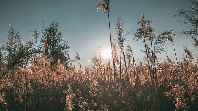 Atardecer, Naturaleza, Paisaje, Campo