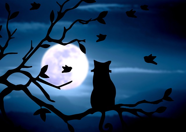 Free cat black night illustration