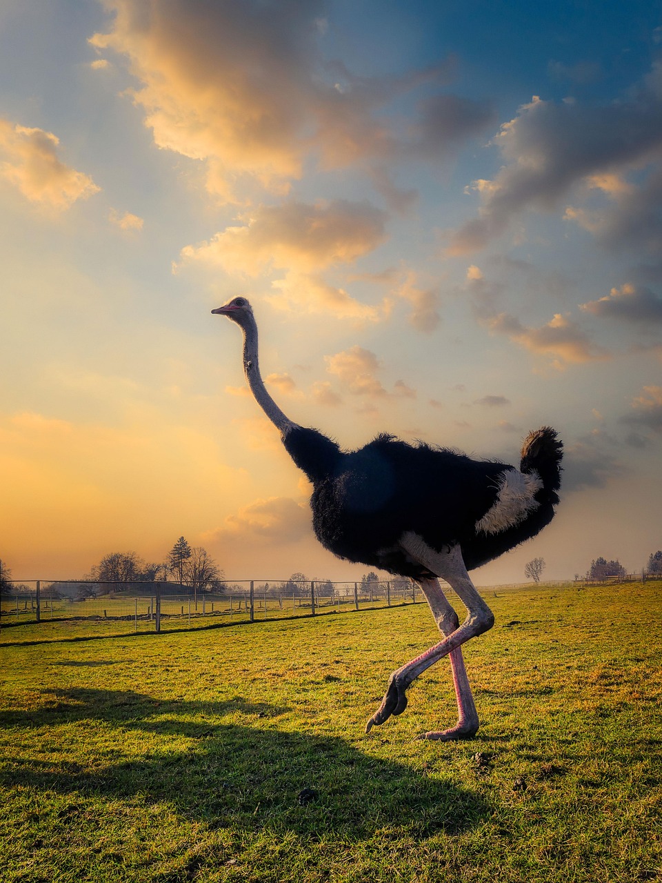 Bird Ostrich Ornithology - Free photo on Pixabay