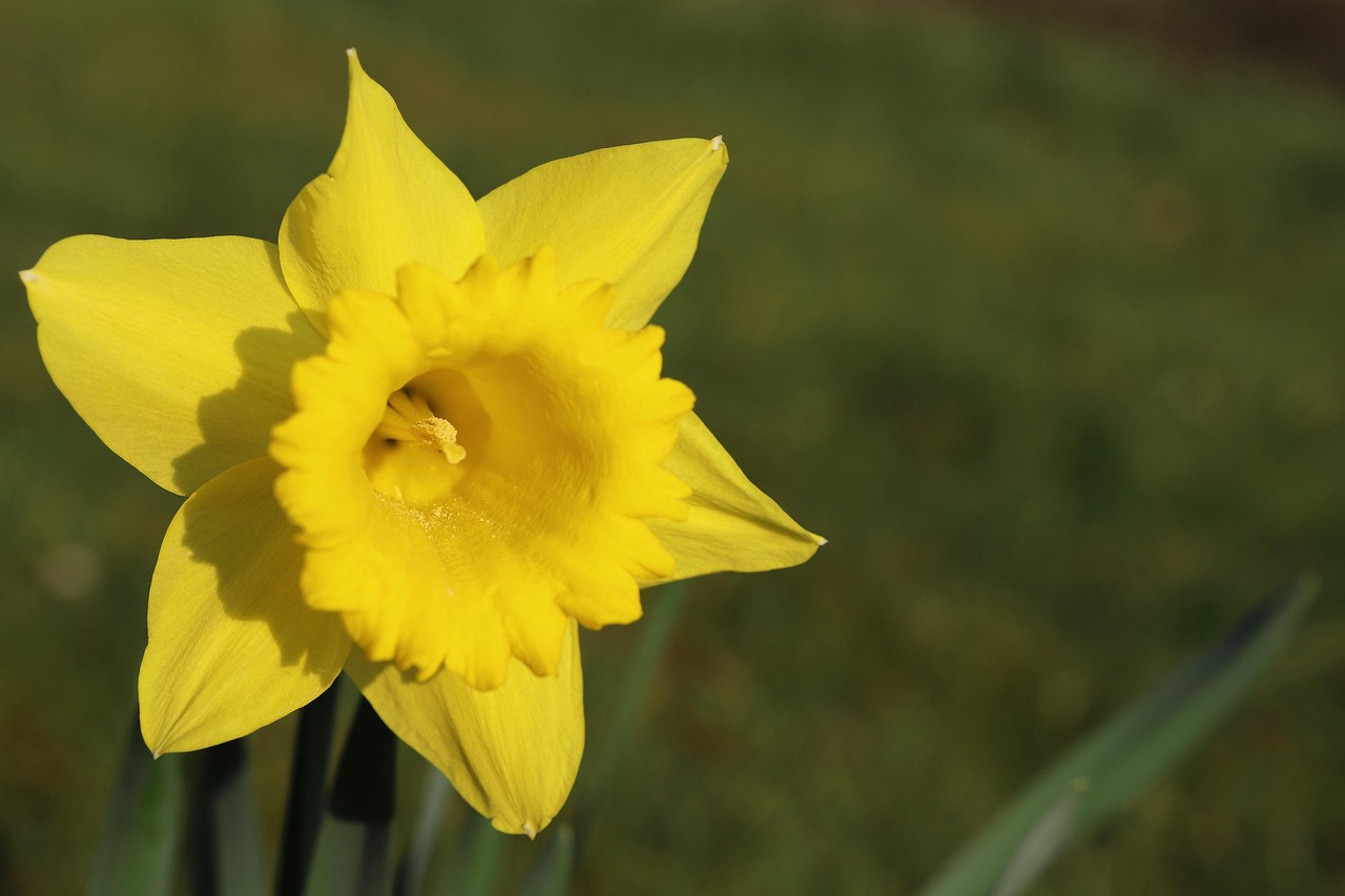 Flower Daffodil Easter Bell Free photo on Pixabay Pixabay