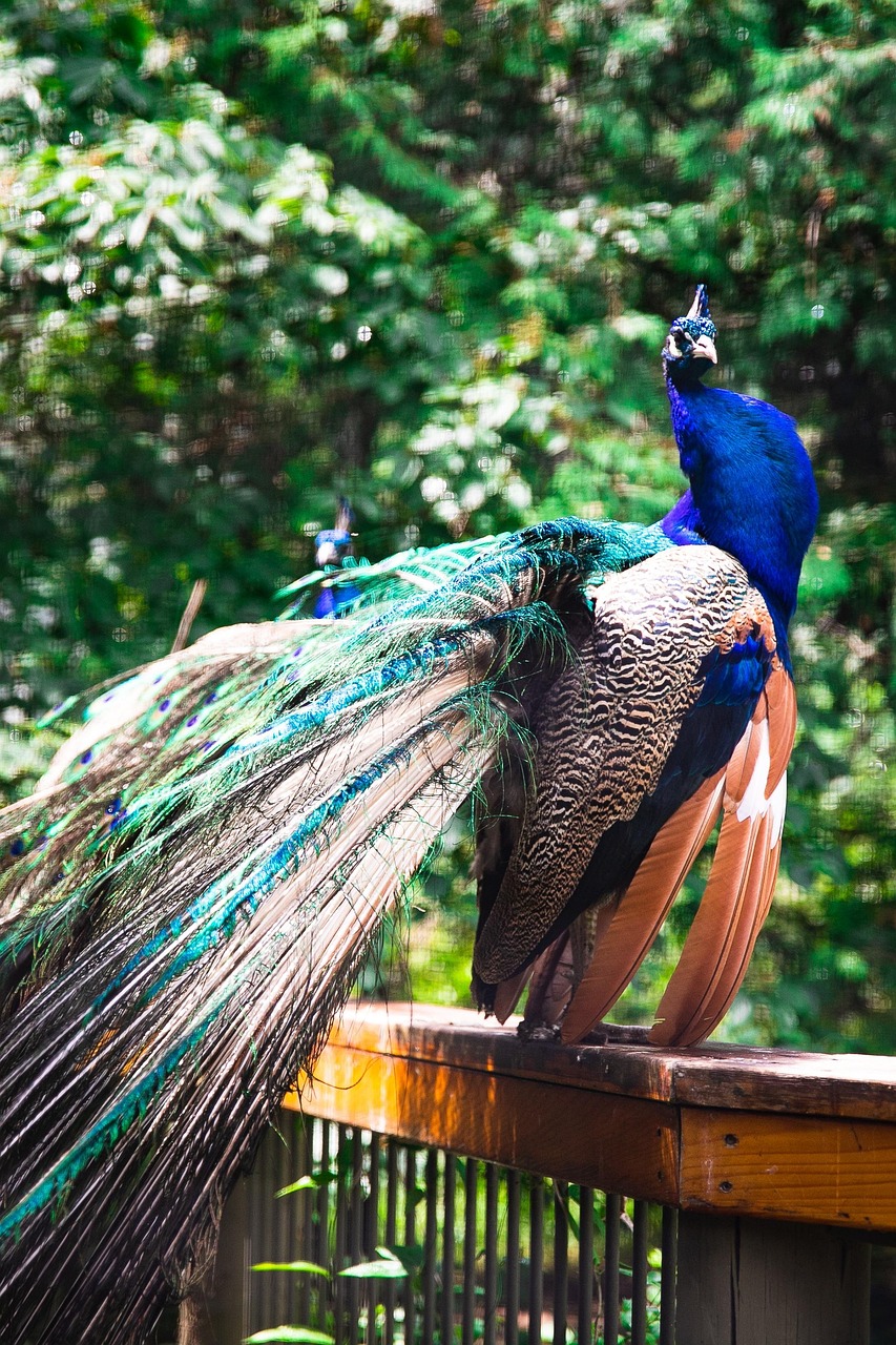 Pavo Real Pájaro Alas - Foto gratis en Pixabay - Pixabay