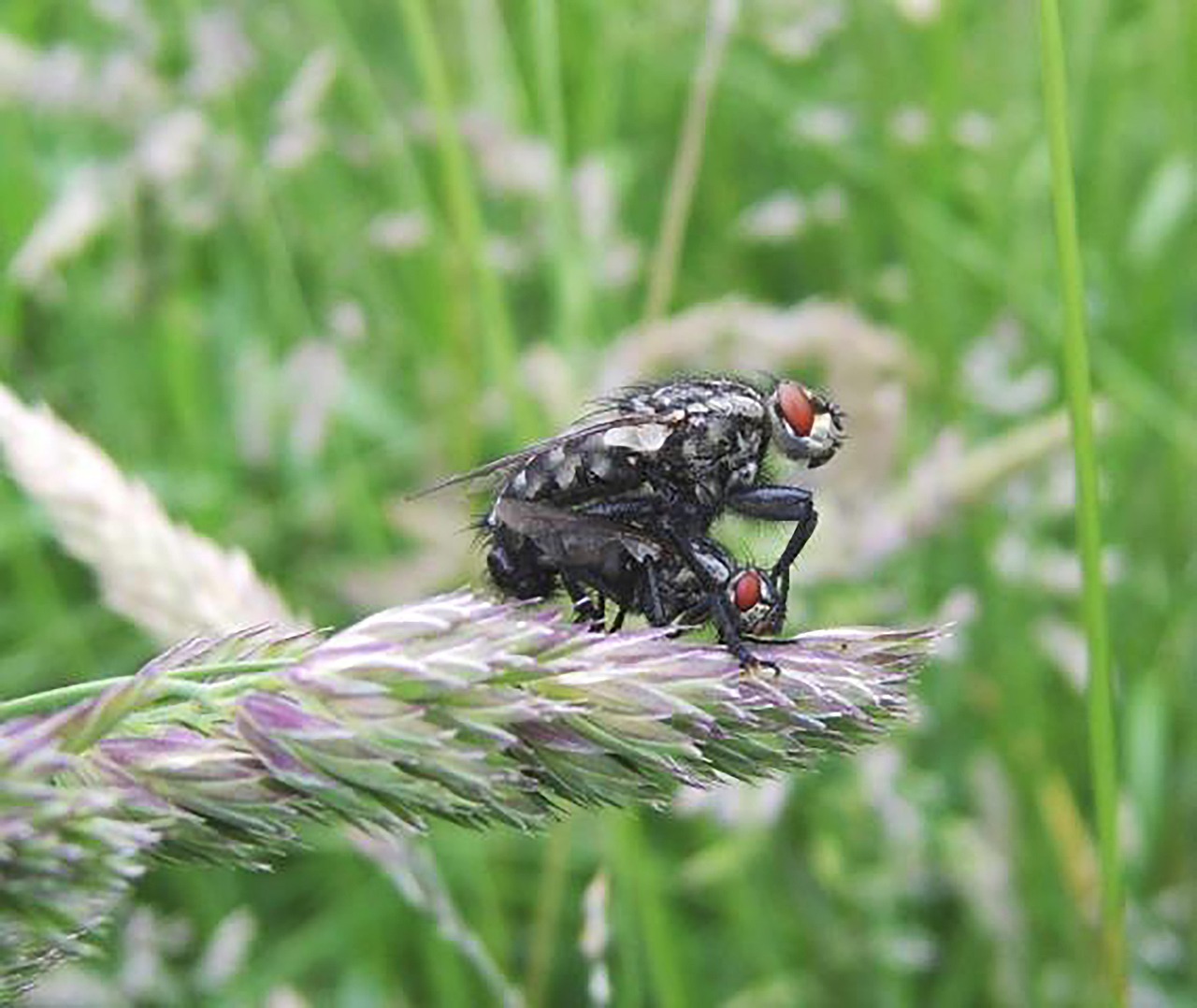 En Volant Appariement Insectes La - Photo gratuite sur Pixabay - Pixabay