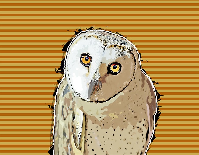Eule, Vogel, Pop Art, Natur, Wissen