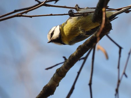 Free Great Tit Bird photo and picture